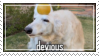 Devious dog with orang